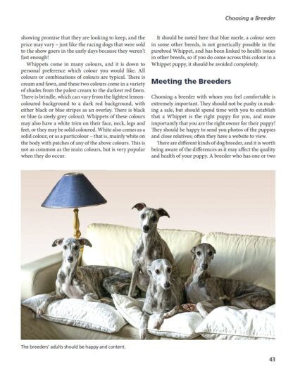 Whippets