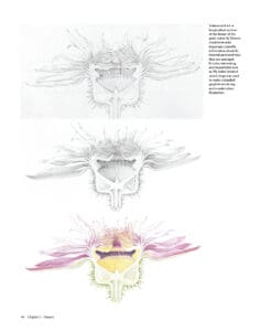 Botanical Sketchbooks Botanical Sketchbooks