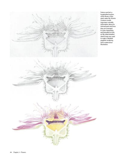 Botanical Sketchbooks
