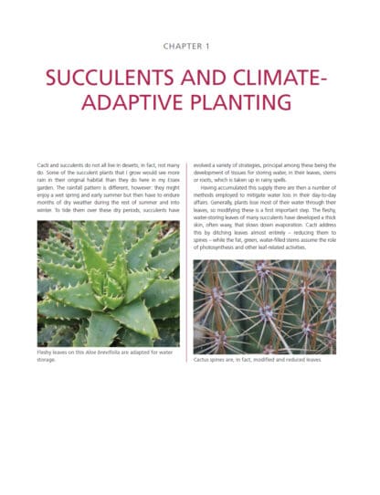 Dry Exotic Garden