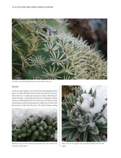 Dry Exotic Garden