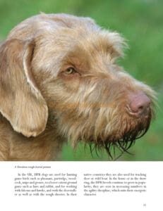 Hunt-Point-Retrieve Dogs for Work and Showing Hunt-Point-Retrieve Dogs for Work and Showing
