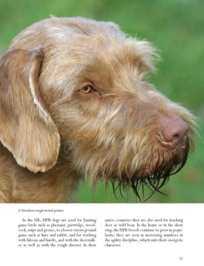Hunt-Point-Retrieve Dogs for Work and Showing