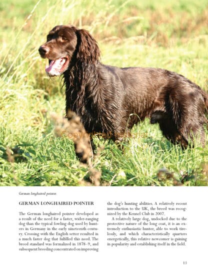 Hunt-Point-Retrieve Dogs for Work and Showing