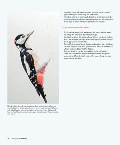 Nature in Ink and Coloured Pencil