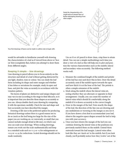 Drawing and Painting Leaves