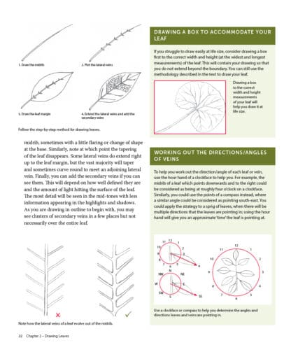 Drawing and Painting Leaves