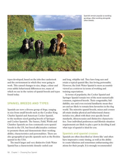 Spaniel Survival Guide