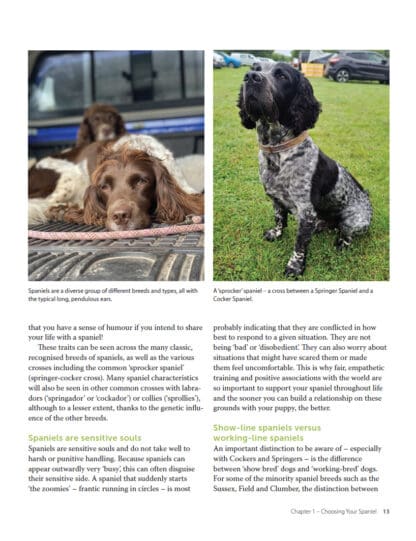 Spaniel Survival Guide