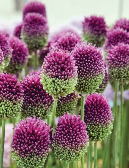 Water-Wise Plants for Mediterranean Gardens