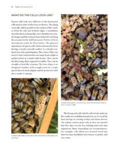Beekeeping Beekeeping