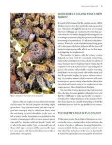 Beekeeping Beekeeping