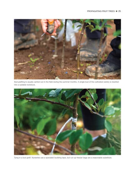 Growing Fruit