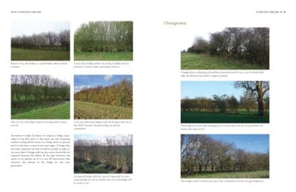 Hedgelaying