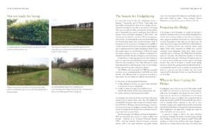Hedgelaying Hedgelaying