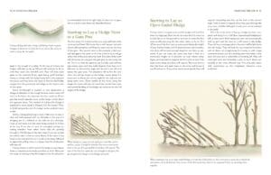 Hedgelaying Hedgelaying