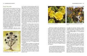 Understanding and Growing Aeoniums