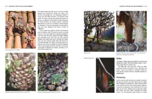 Understanding and Growing Aeoniums