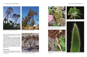 Understanding and Growing Aeoniums