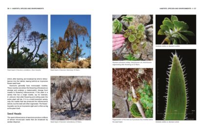 Understanding and Growing Aeoniums