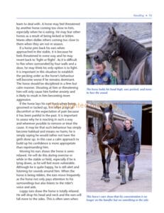 The Horse Grooming Manual The Horse Grooming Manual