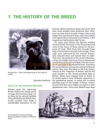 Staffordshire Bull Terriers