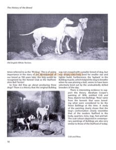 Staffordshire Bull Terriers Staffordshire Bull Terriers