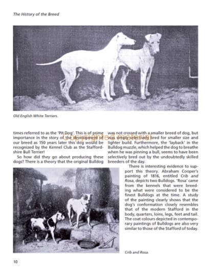 Staffordshire Bull Terriers