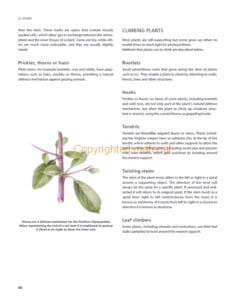 Botanical Drawing Using Graphite and Coloured Pencils Botanical Drawing Using Graphite and Coloured Pencils
