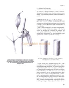 Botanical Drawing Using Graphite and Coloured Pencils Botanical Drawing Using Graphite and Coloured Pencils