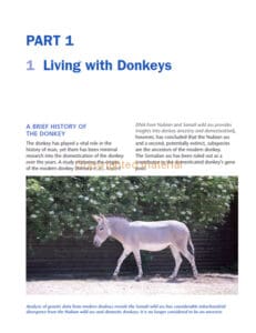 The Healthy Donkey The Healthy Donkey