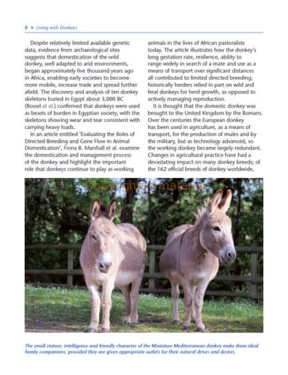 The Healthy Donkey