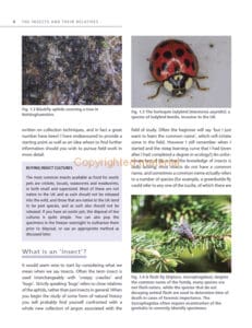 Insect Microscopy Insect Microscopy