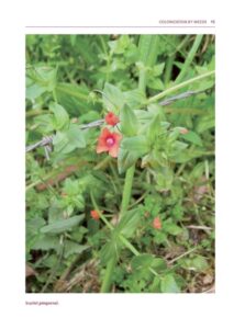 The Value of Weeds The Value of Weeds