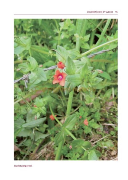 The Value of Weeds