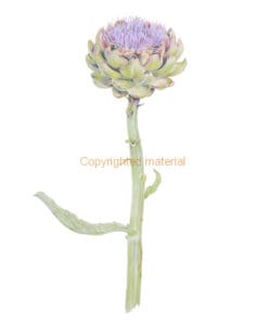 Botanical Art with Scientific Illustration Botanical Art with Scientific Illustration