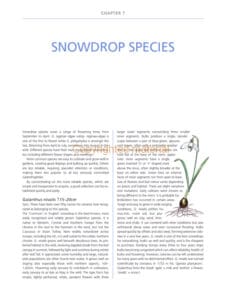 A Gardener’s Guide to Snowdrops A Gardener’s Guide to Snowdrops