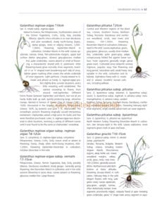 A Gardener’s Guide to Snowdrops A Gardener’s Guide to Snowdrops