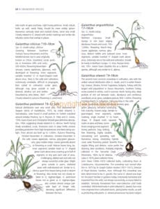 A Gardener’s Guide to Snowdrops A Gardener’s Guide to Snowdrops