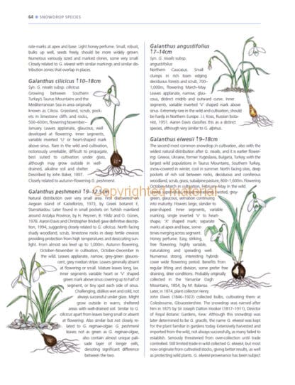A Gardener’s Guide to Snowdrops