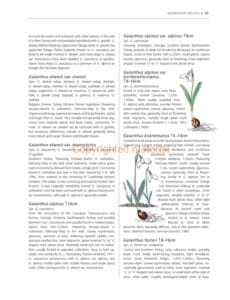 A Gardener’s Guide to Snowdrops A Gardener’s Guide to Snowdrops