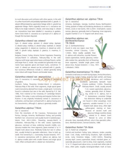 A Gardener’s Guide to Snowdrops