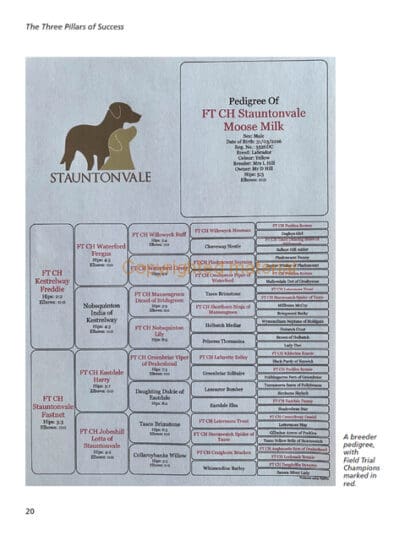 Advanced Retriever Training