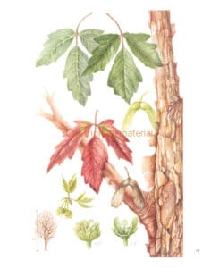A Florilegium A Florilegium