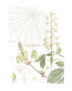 A Florilegium A Florilegium