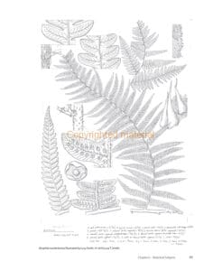 Natural History Illustration in Pen and Ink Natural History Illustration in Pen and Ink