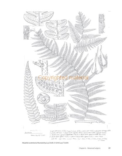 Natural History Illustration in Pen and Ink