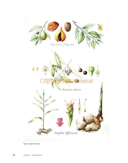 Colour for Botanical Artists and Illustrators