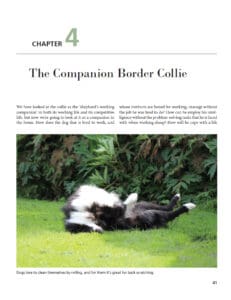 Living with Border Collies Living with Border Collies