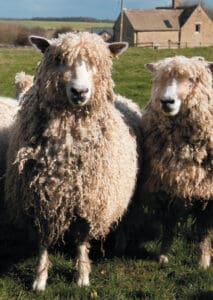 British Wool for Feltmaking British Wool for Feltmaking